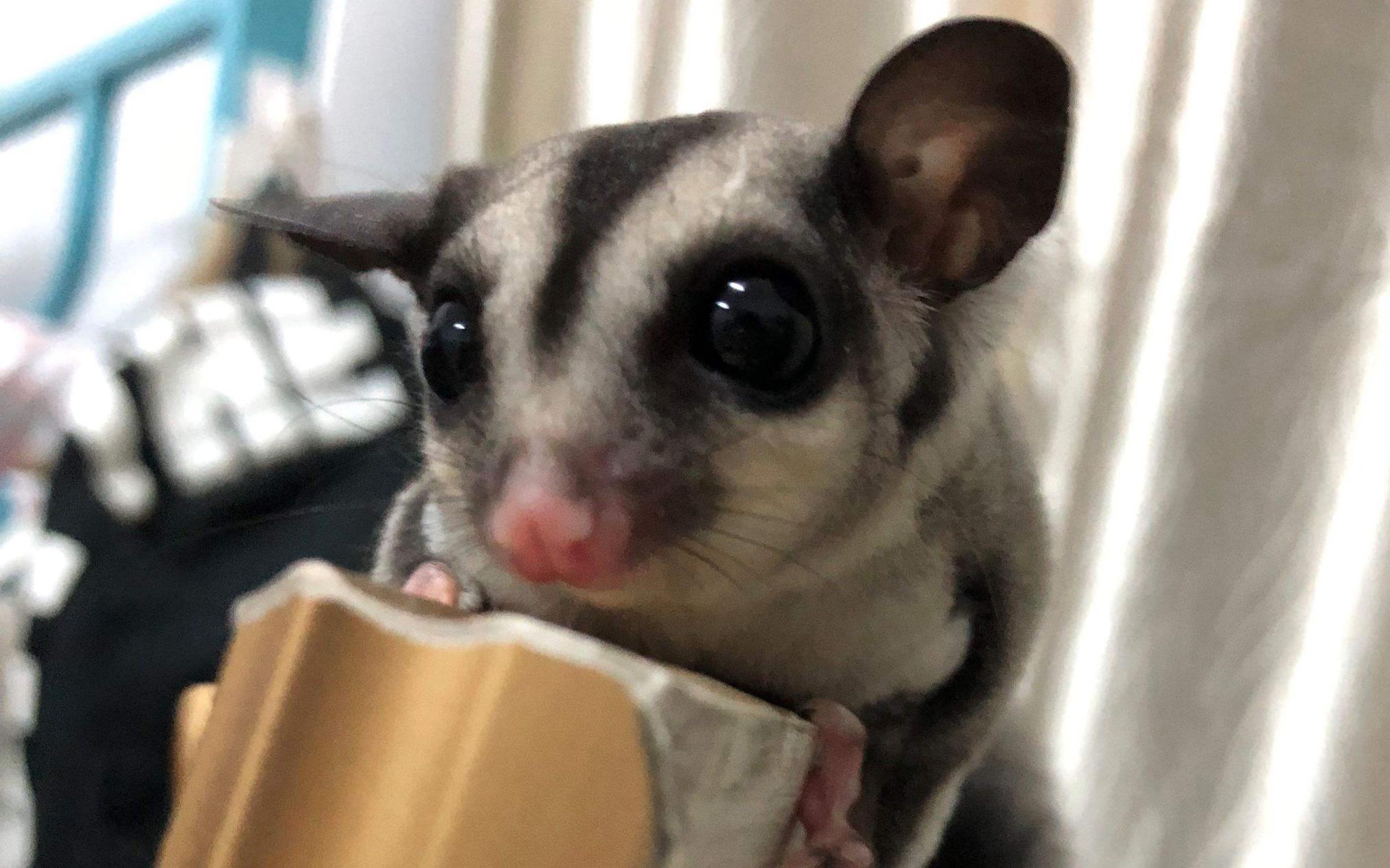 寒号鸟是种什么动物怎么读（关于寒号鸟的种类了解） 第13张