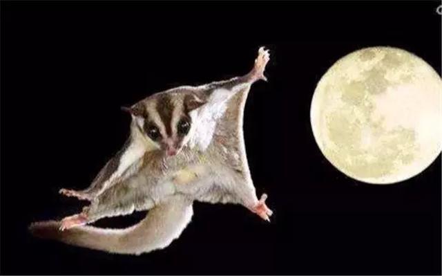 寒号鸟是种什么动物怎么读（关于寒号鸟的种类了解） 第15张