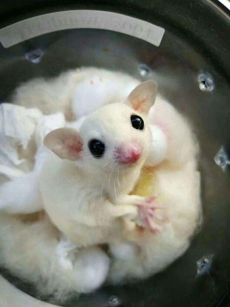 寒号鸟是种什么动物怎么读（关于寒号鸟的种类了解） 第17张