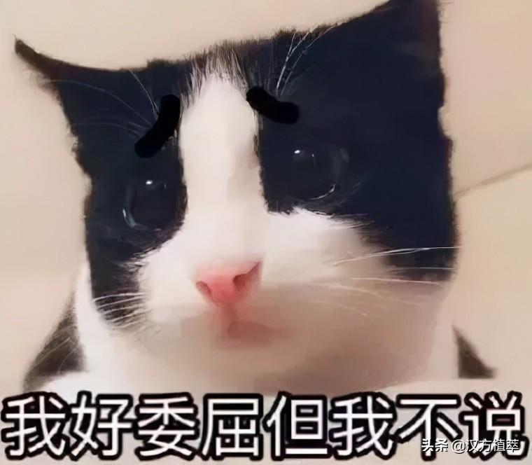 皮肤为什么会有红血丝（脸颊红血丝修复的方法） 第11张
