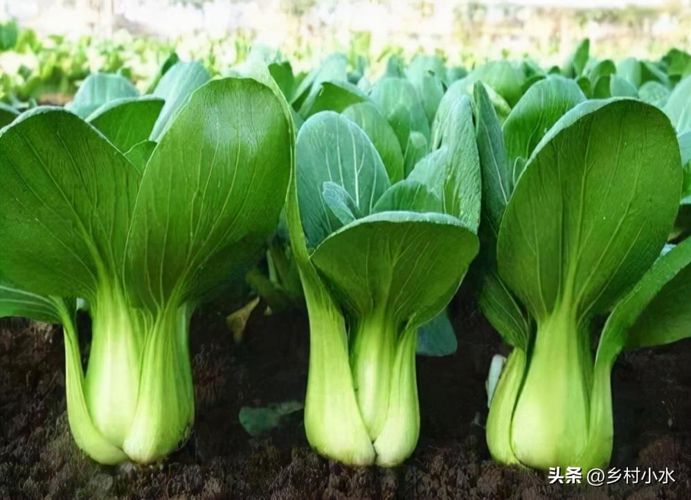 现在种植什么最好农作物（蔬菜种植的推荐） 第3张