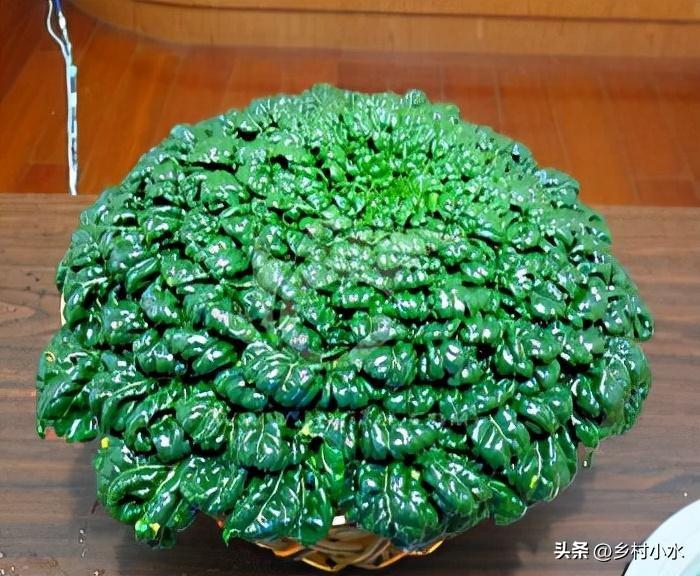 现在种植什么最好农作物（蔬菜种植的推荐） 第11张