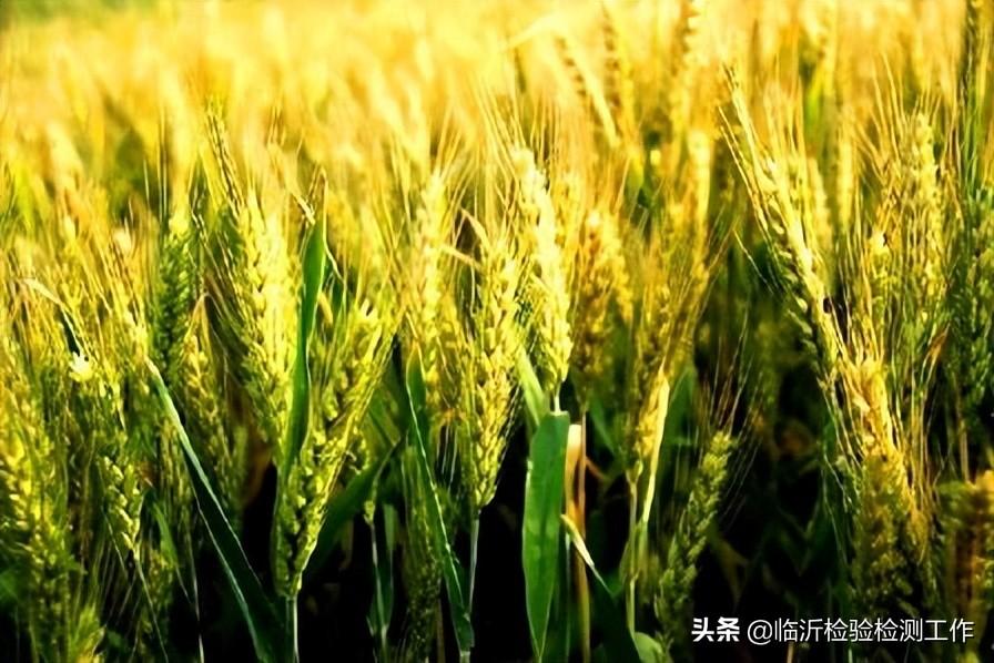 五谷杂粮有哪些好处（所谓五谷杂粮的正确解释） 第7张
