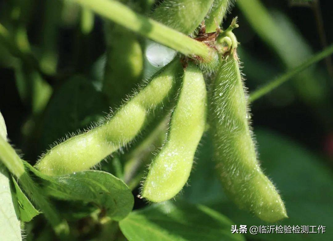 五谷杂粮有哪些好处（所谓五谷杂粮的正确解释） 第9张
