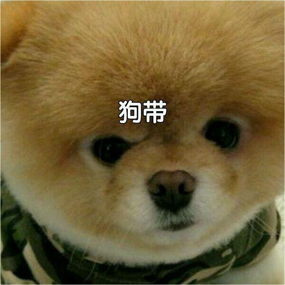 原地狗带是什么意思（网上说的狗带意思解释） 第3张
