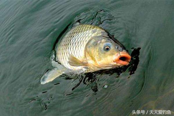 钓鲤鱼饵料配方大全简单实用（关于专钓鲤鱼的最佳配方） 第5张