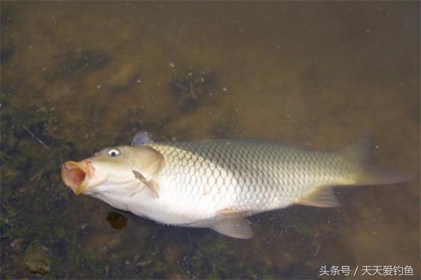 钓鲤鱼饵料配方大全简单实用（关于专钓鲤鱼的最佳配方） 第7张