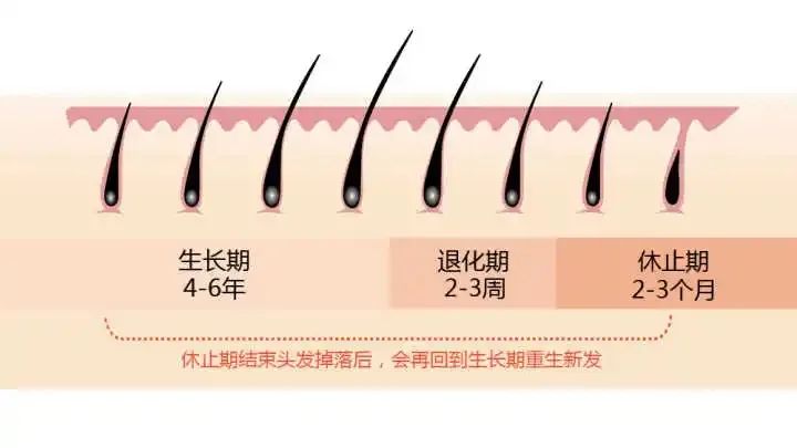 严重掉头发怎么治疗（生发的最好方法分享） 第5张