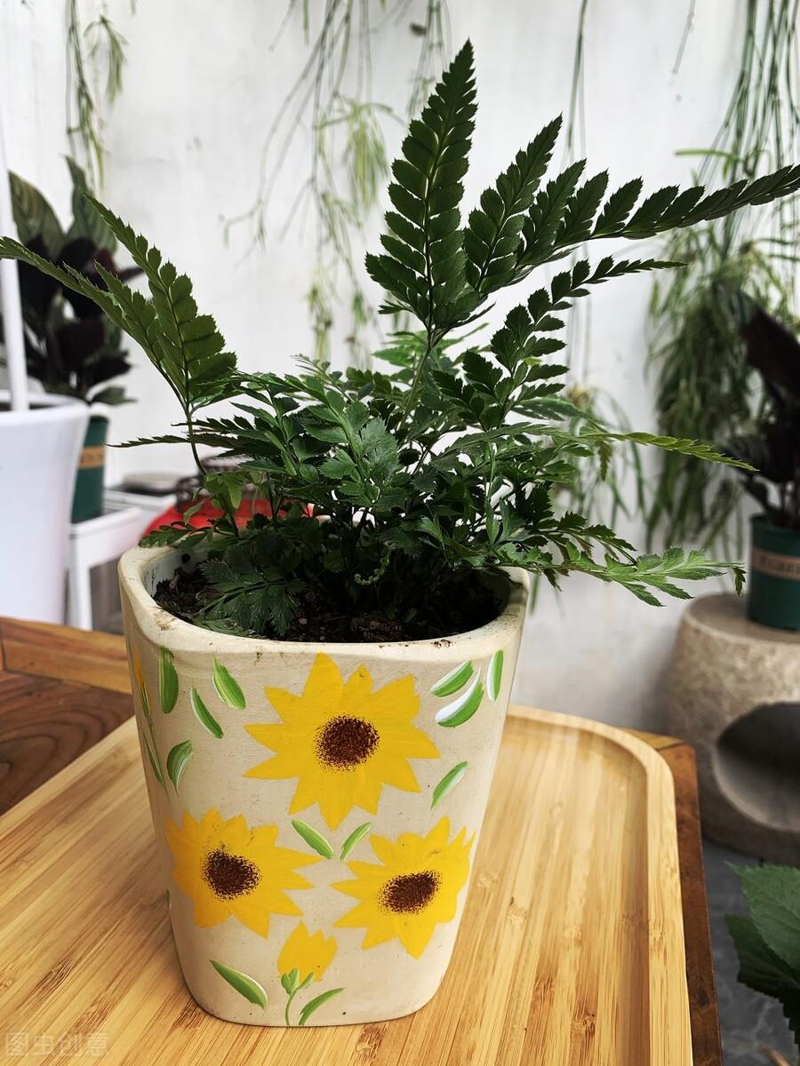 办公桌上放什么植物好看（办公室最旺风水植物推荐） 第19张