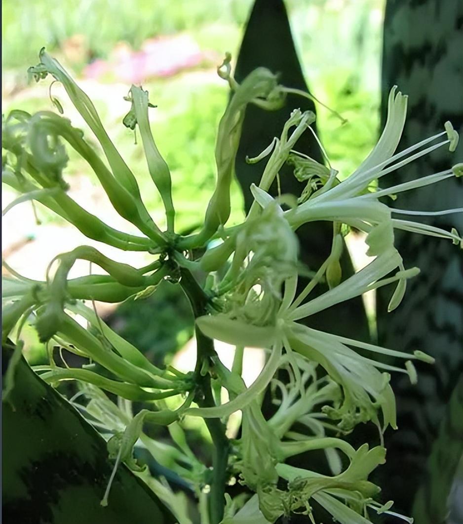 办公桌上放什么植物好看（办公室最旺风水植物推荐） 第21张