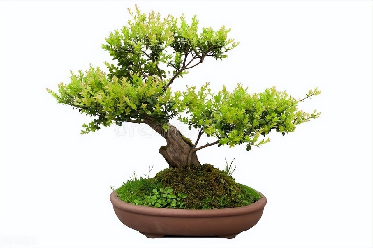 办公桌上放什么植物好看（办公室最旺风水植物推荐） 第23张