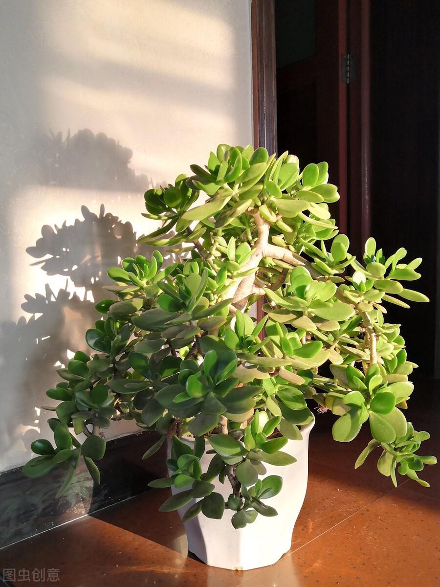 办公桌上放什么植物好看（办公室最旺风水植物推荐） 第25张