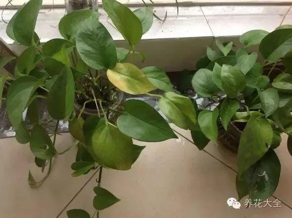 家里绿萝叶子发黄怎么办（绿萝叶子发黄补救小妙招） 第17张
