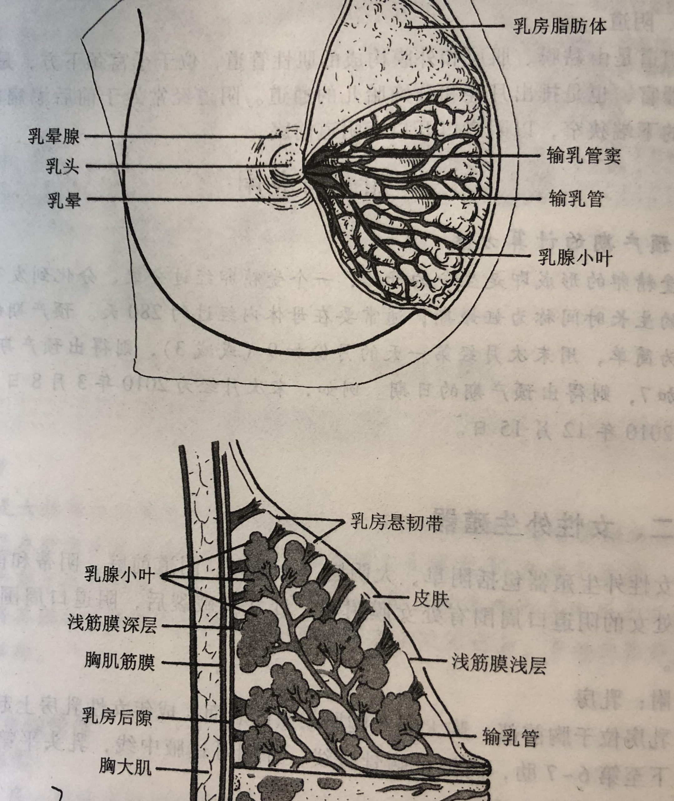 年纪大了乳房下垂松软怎么办（胸干瘪松弛下垂的改善方法） 第5张