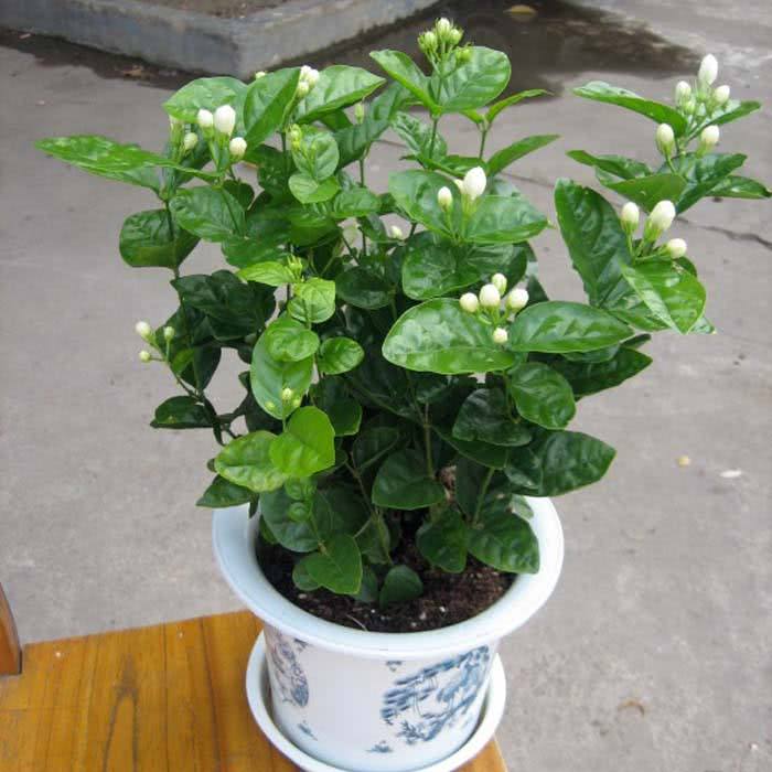 茉莉花怎么养才能更旺盛（分享茉莉花养植方法） 第1张