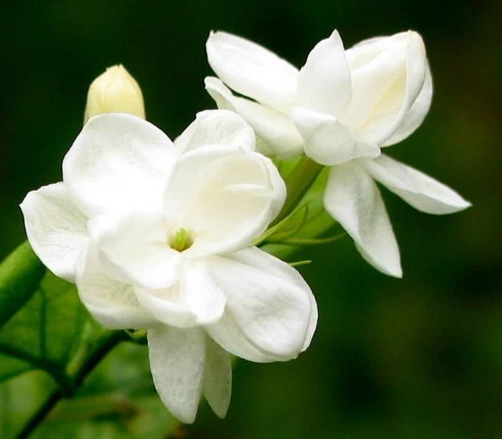 茉莉花怎么养才能更旺盛（分享茉莉花养植方法） 第5张
