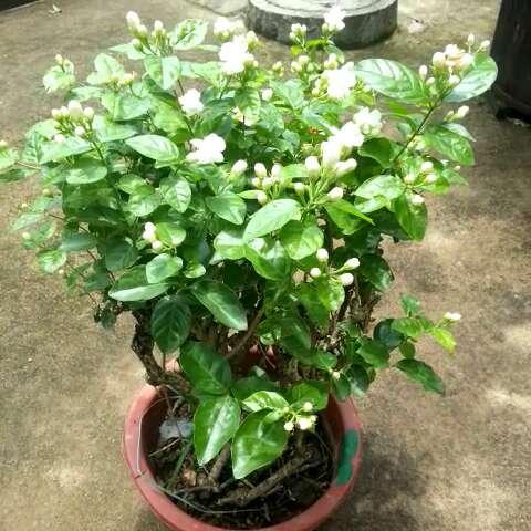 茉莉花怎么养才能更旺盛（分享茉莉花养植方法） 第7张