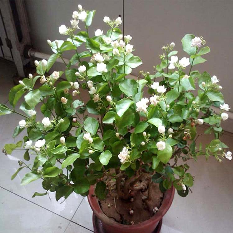 茉莉花怎么养才能更旺盛（分享茉莉花养植方法） 第11张