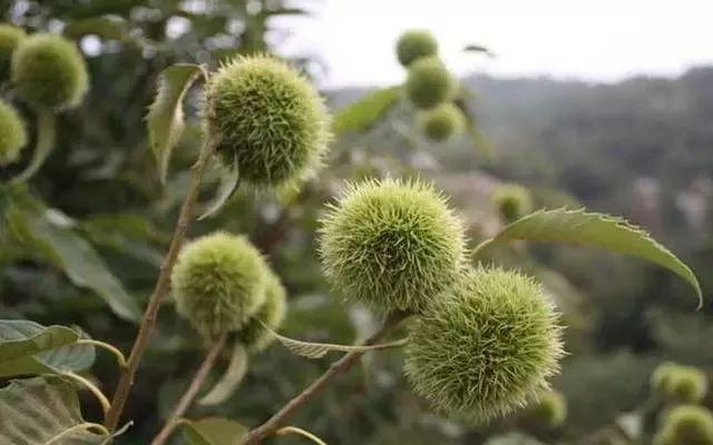 栗子怎么保存最好（生板栗保存一年方法） 第3张