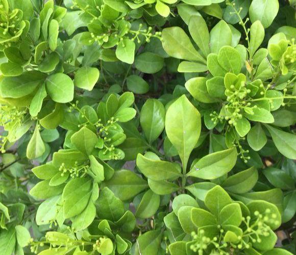 米兰花怎么养护和浇水（盆栽米兰花的养殖方法和注意事项） 第3张