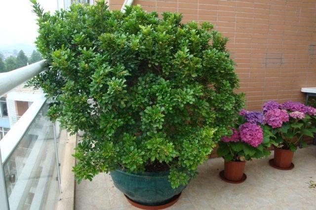 米兰花怎么养护和浇水（盆栽米兰花的养殖方法和注意事项） 第11张