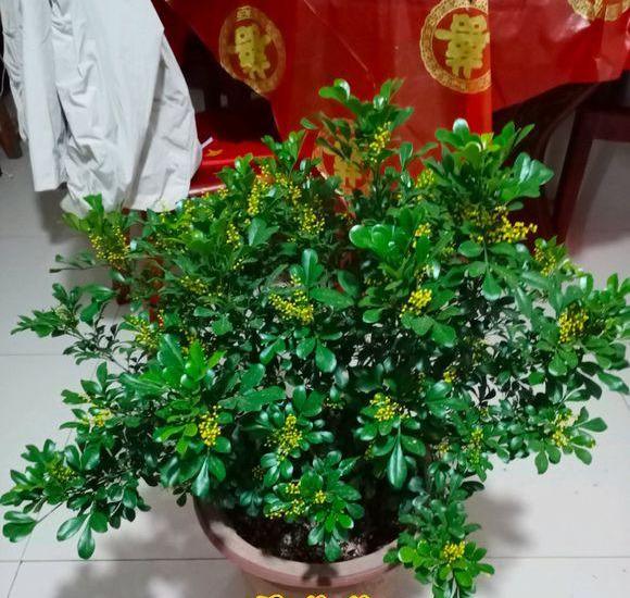 米兰花怎么养护和浇水（盆栽米兰花的养殖方法和注意事项） 第13张