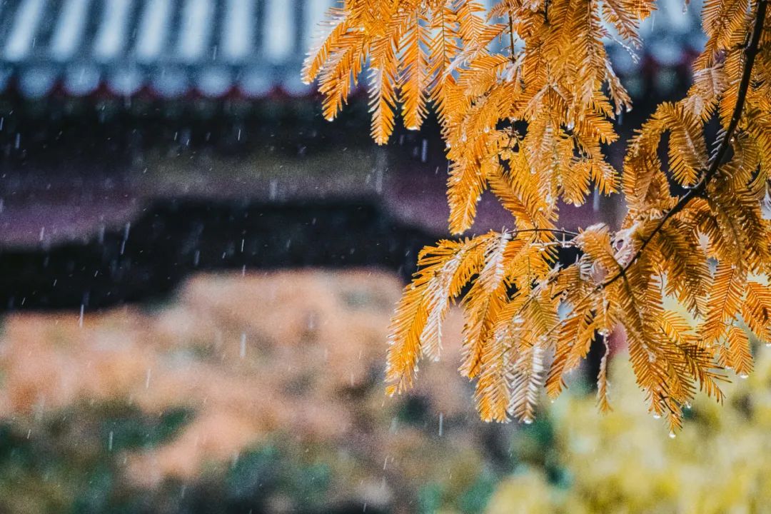 描写秋雨的优美句子（秋天下雨的有意境的短句子） 第9张