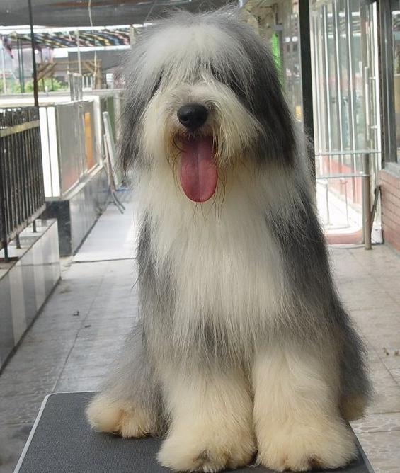 名犬大全（揭秘全世界100多种名贵的狗） 第187张