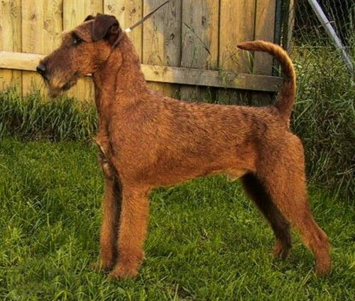 名犬大全（揭秘全世界100多种名贵的狗） 第71张