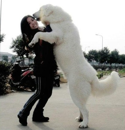 名犬大全（揭秘全世界100多种名贵的狗） 第127张