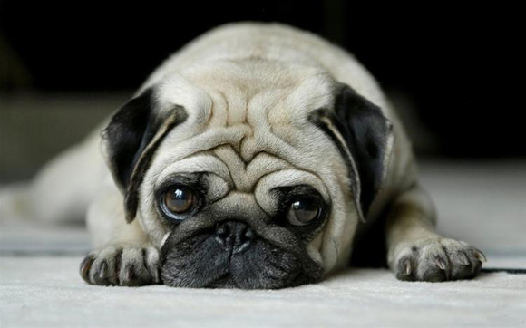 名犬大全（揭秘全世界100多种名贵的狗） 第115张