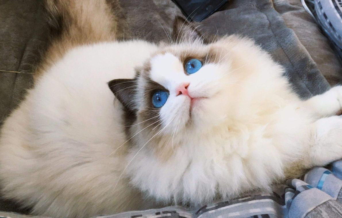 “穷人”养猫，最好避开这几种猫，实在太烧钱了 第21张