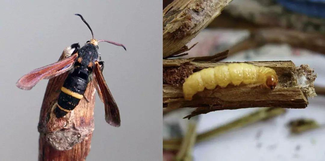 怎样杀木头中的粉蛀虫（怎样杀死钻入果树枝干内的蛀虫） 第3张