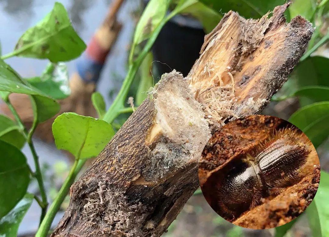 怎样杀木头中的粉蛀虫（怎样杀死钻入果树枝干内的蛀虫） 第5张