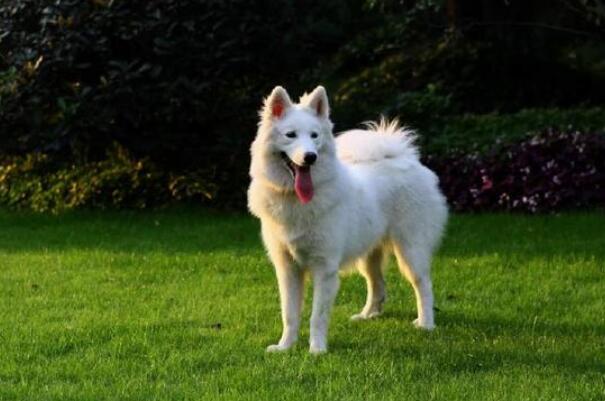 哪些犬种最能拆家 狗狗拆家排行榜前十名 第3张