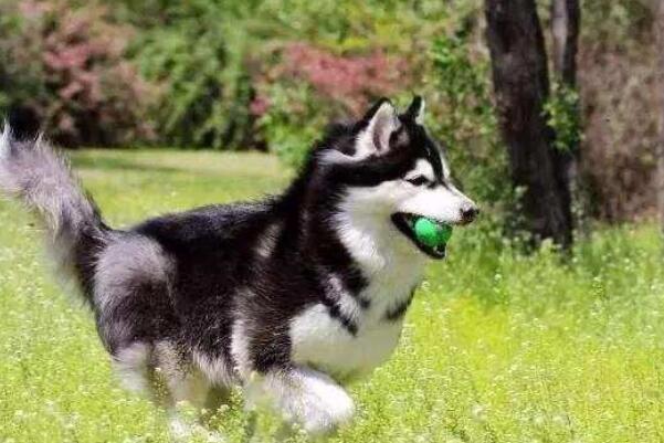 哪些犬种最能拆家 狗狗拆家排行榜前十名 第7张