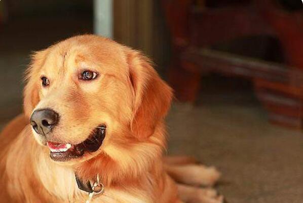 哪些犬种最能拆家 狗狗拆家排行榜前十名 第9张