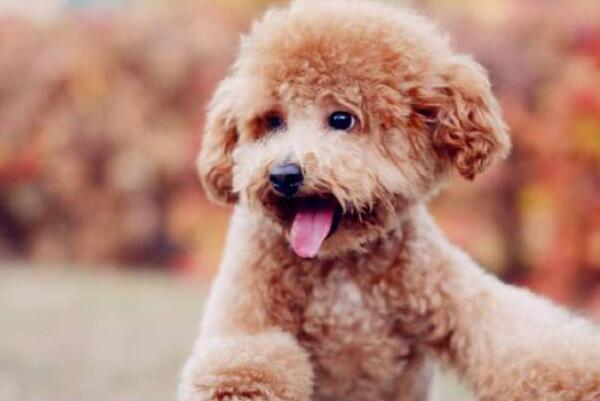 哪些犬种最能拆家 狗狗拆家排行榜前十名 第11张