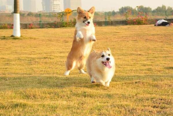 哪些犬种最能拆家 狗狗拆家排行榜前十名 第15张