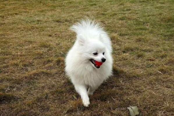 哪些犬种最能拆家 狗狗拆家排行榜前十名 第17张
