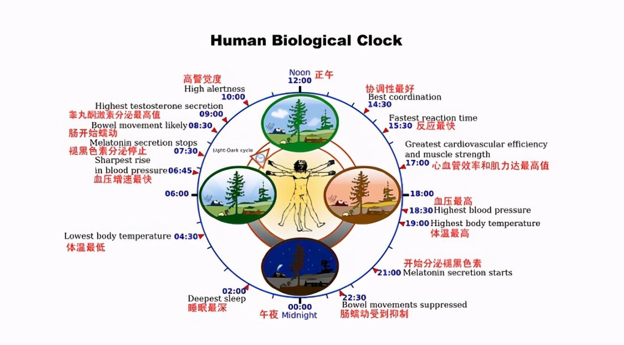 一天中锻炼的黄金时间（健身的最佳时间是什么时候） 第3张