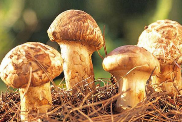 全球最贵的十大食材 全球最贵的食材有哪些 第13张