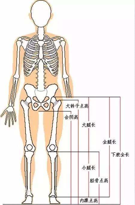 腿长怎么量从哪到哪标准（正确量腿长的方式图解） 第1张