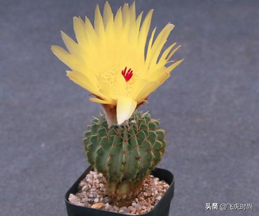 十大最贵仙人球（皮实好养的10种仙人球） 第11张