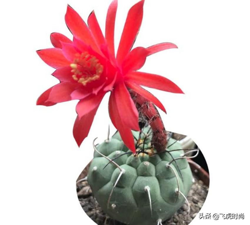 十大最贵仙人球（皮实好养的10种仙人球） 第17张