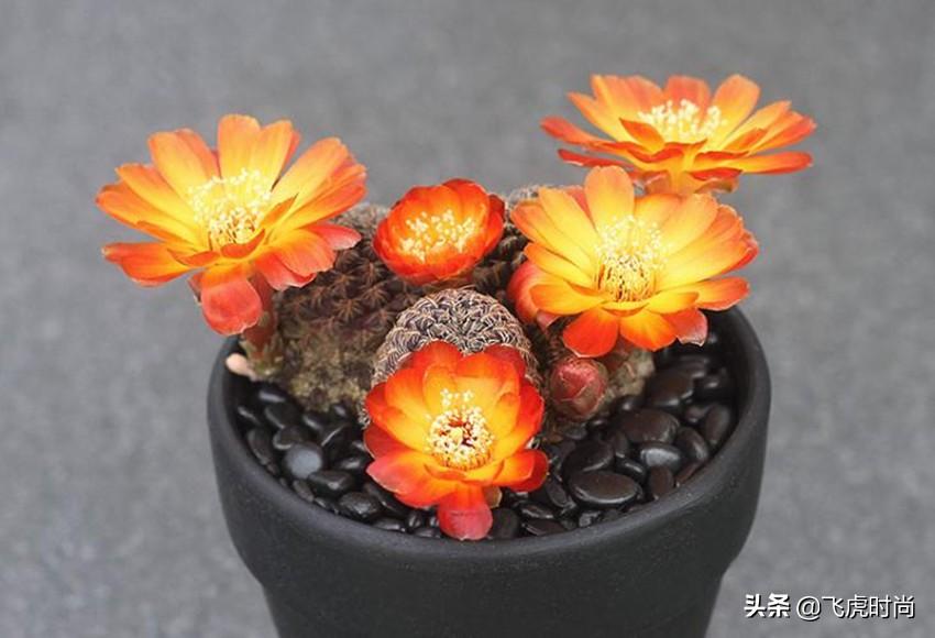 十大最贵仙人球（皮实好养的10种仙人球） 第19张