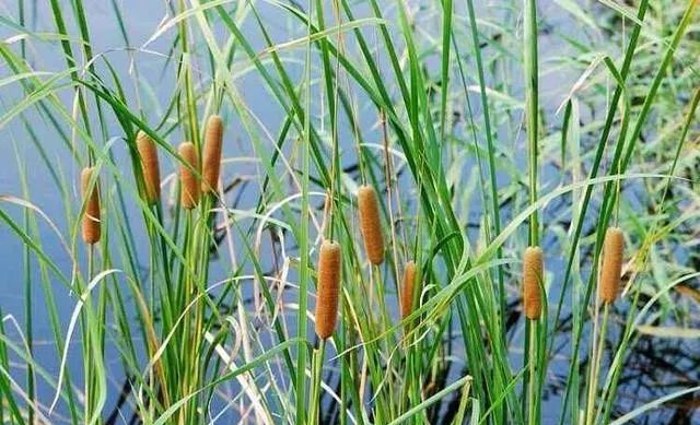 毛拉是什么植物（浅谈毛拉植物特点与作用） 第1张