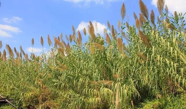 毛拉是什么植物（浅谈毛拉植物特点与作用） 第3张
