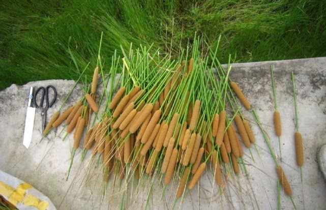 毛拉是什么植物（浅谈毛拉植物特点与作用） 第5张