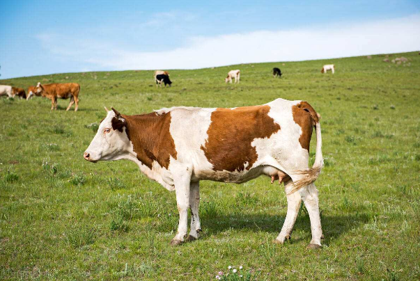 世界十大肉牛品种排名 世界上著名的肉牛品种有哪些 第1张
